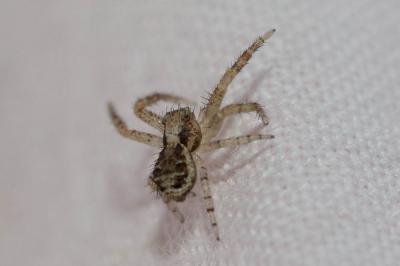 Xystique Xysticus 