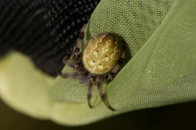 Épeire à quatre points Araneus quadratus Clerck, 1758