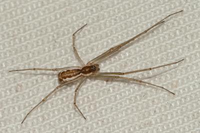  Neriene radiata (Walckenaer, 1841)