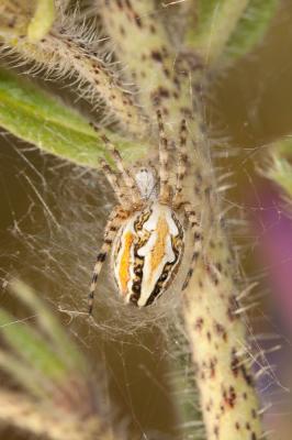  Aculepeira armida (Audouin, 1826)