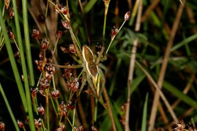  Dolomedes 