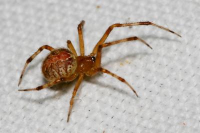  Theridion pinastri L. Koch, 1872