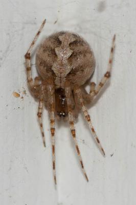  Theridion Walckenaer, 1805