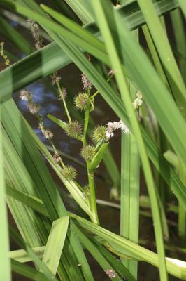 Ruban-d'eau Sparganium erectum subsp. erectum L., 1753