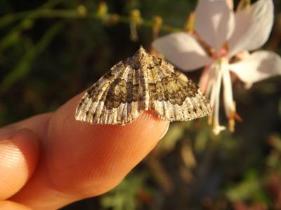 Cidarie olive (La) Colostygia olivata (Denis & Schiffermüller, 1775)