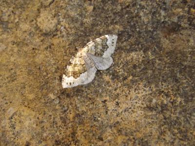 Cidarie olive (La) Colostygia olivata (Denis & Schiffermüller, 1775)