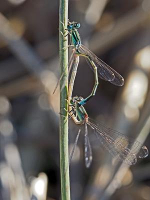 Agrion nain (L') Ischnura pumilio (Charpentier, 1825)