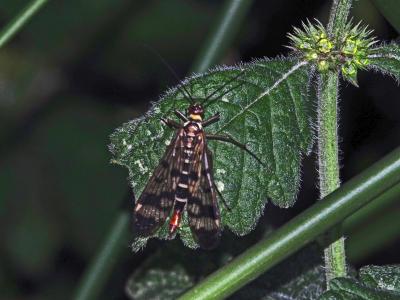  Panorpa meridionalis Rambur, 1842