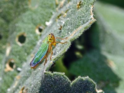 Cicadelle verte Cicadella viridis (Linnaeus, 1758)