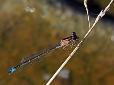 Agrion élégant Ischnura elegans (Vander Linden, 1820)