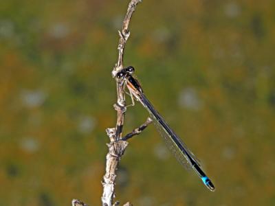 Agrion élégant Ischnura elegans (Vander Linden, 1820)