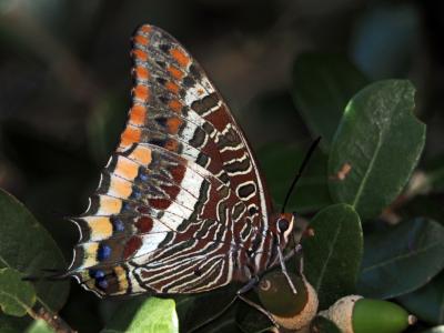 Nymphale de l'Arbousier (La), Jason (Le), Pacha à  Charaxes jasius (Linnaeus, 1767)