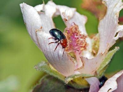 Altise des mauves Podagrica fuscipes (Fabricius, 1775)