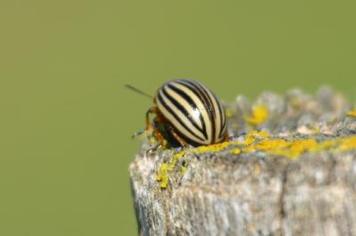Doryphore (Le) Leptinotarsa decemlineata (Say, 1824)