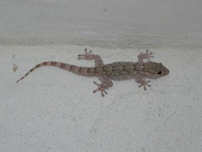 Tarente de Maurétanie Tarentola mauritanica (Linnaeus, 1758)