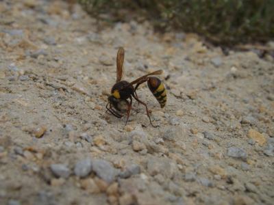  Delta unguiculatum (Villers, 1789)