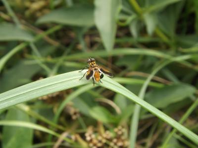  Trichopoda pennipes (Fabricius, 1781)