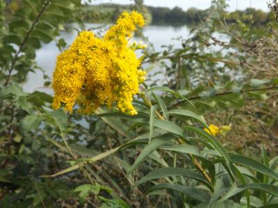 Solidage géant, Solidage glabre, Solidage tardif,  Solidago gigantea Aiton, 1789