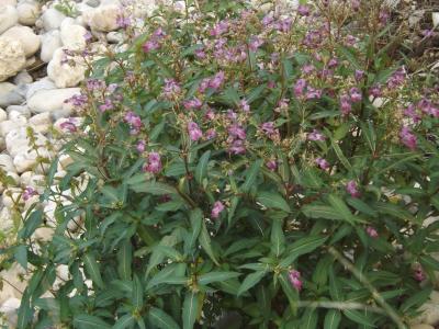 Balsamine de l'Himalaya, Balsamine géante, Balsami Impatiens glandulifera Royle, 1833