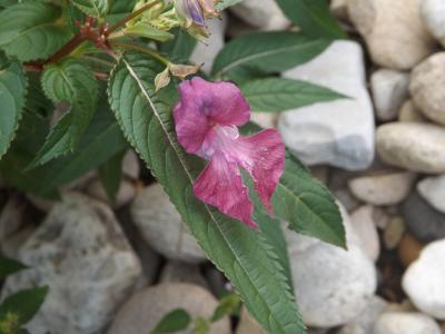 Balsamine de l'Himalaya, Balsamine géante, Balsami Impatiens glandulifera Royle, 1833