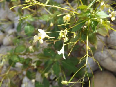 Balsamine à petites fleurs, Impatiente à petites f Impatiens parviflora DC., 1824