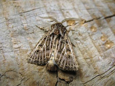 Nasse (La) Tholera decimalis (Poda, 1761)