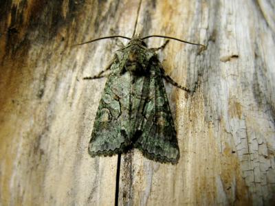 Jaspe vert (Le) Dryobotodes eremita (Fabricius, 1775)