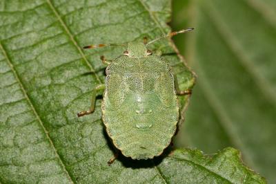 Punaise verte Palomena prasina (Linnaeus, 1760)