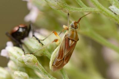  Calocoris roseomaculatus (De Geer, 1773)
