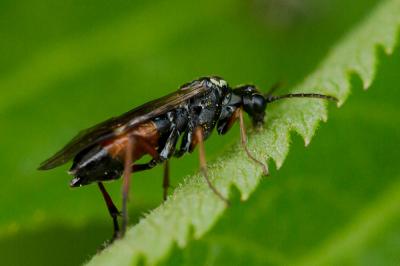  Aglaostigma aucupariae (Klug, 1817)