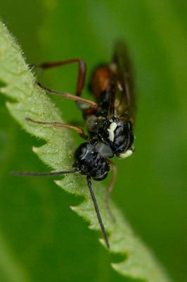  Aglaostigma aucupariae (Klug, 1817)
