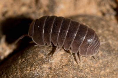  Armadillo officinalis Duméril, 1816