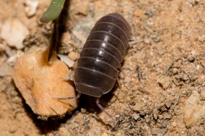  Armadillo officinalis Duméril, 1816