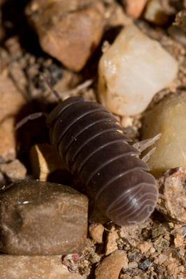  Armadillo officinalis Duméril, 1816