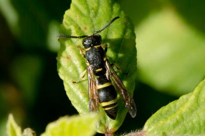  Allodynerus Blüthgen, 1938