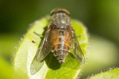  Hybomitra Enderlein, 1922
