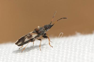 Macroplax fasciata (Herrich-Schäffer, 1835)