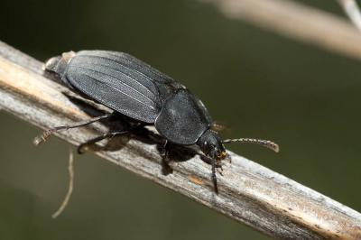 Silphe triste Silpha tristis Illiger, 1798