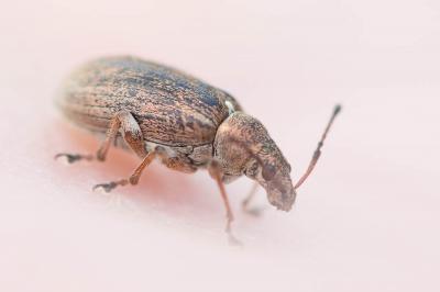  Phyllobius pyri (Linnaeus, 1758)