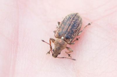  Phyllobius pyri (Linnaeus, 1758)