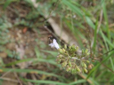  Empididae Linnaeus, 1758