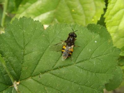  Odontomyia Meigen, 1803