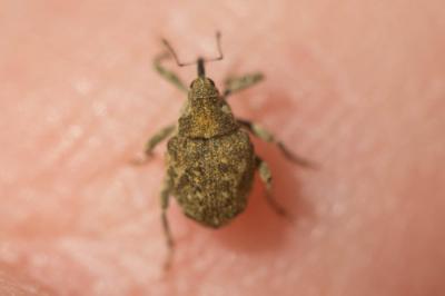  Parethelcus pollinarius (Forster, 1771)