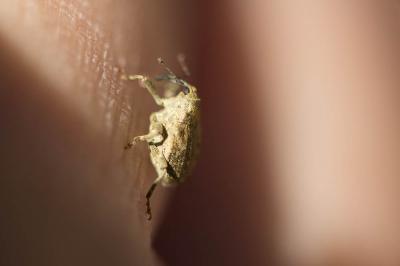  Parethelcus pollinarius (Forster, 1771)