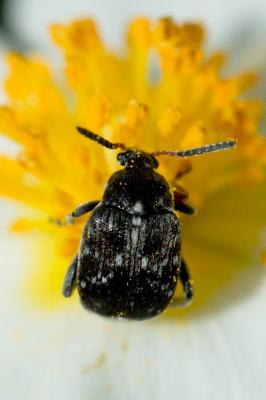  Bruchus Linnaeus, 1767