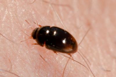  Olibrus bicolor (Fabricius, 1792)