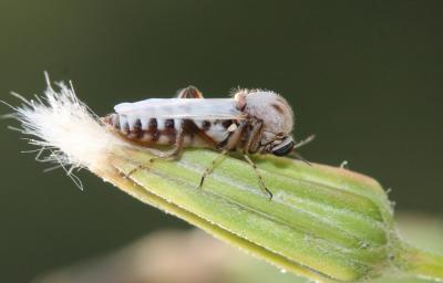 Sphaeromias 