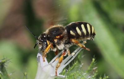  Rhodanthidium septemdentatum (Latreille, 1809)