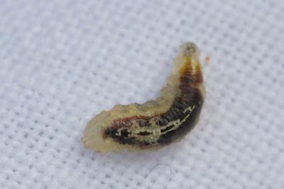  Episyrphus balteatus (De Geer, 1776)
