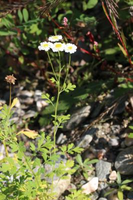 Grande camomille, Tanaisie Parthénium Tanacetum parthenium (L.) Sch.Bip., 1844